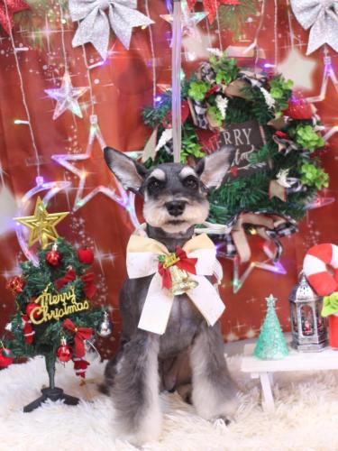 20231229ニーナちゃん